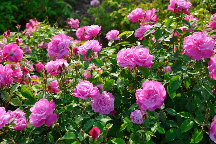 �Х��ġ����ġۥ�����ɥ֥�å��� ���� 6��ȭ�����ʡ�J-OB20��