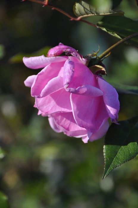 �Х��ġ����ġۥ�����ɥ֥�å��� ���� 6��ȭ�����ʡ�J-OB20��