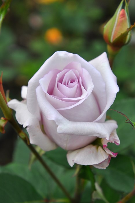 �Х��ġ����ġۤ��褹�ߡ������ۥ��襹�� ���� 6��ȭ�����ʡ�J-HT20��