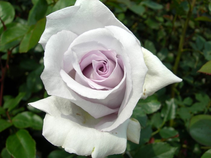 �Х��ġ����ġۤ��褹�ߡ������ۥ��襹�� ���� 6��ȭ�����ʡ�J-HT20��