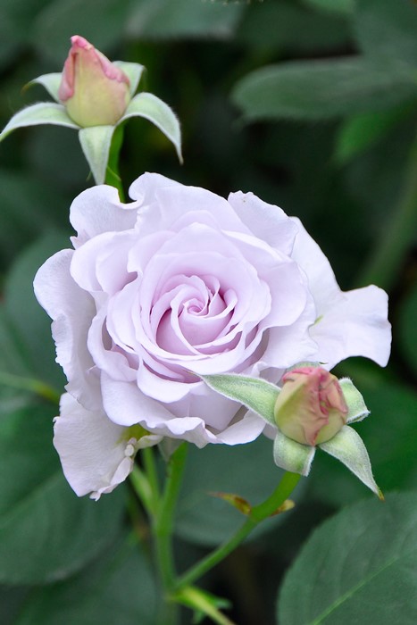 �Х��ġ����ġۤ��褹�ߡ������ۥ��襹�� ���� 6��ȭ�����ʡ�J-HT20��