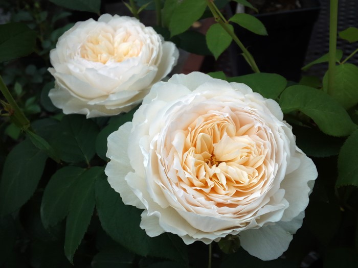 �����ġۥХ��� ����������ᥢ ͢���� 7��ȭ�����ʡ����ӿ建�� ��Ͽ�ʼ�ϡ�ER-Y��