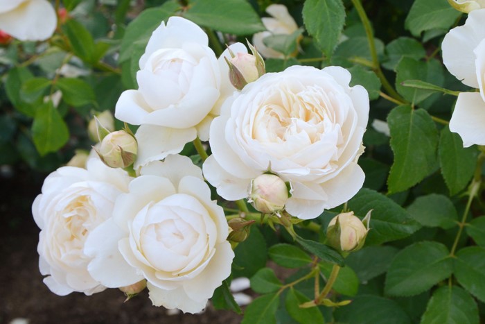 �����ġۥХ��� ����������ᥢ ͢���� 7��ȭ�����ʡ����ӿ建�� ��Ͽ�ʼ�ϡ�ER-Y��