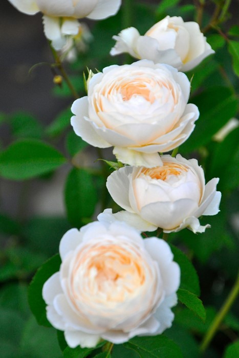 �����ġۥХ��� ����������ᥢ ͢���� 7��ȭ�����ʡ����ӿ建�� ��Ͽ�ʼ�ϡ�ER-Y��