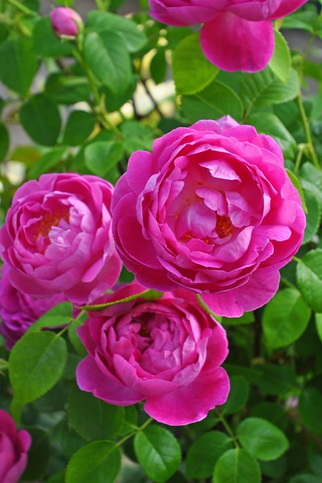 �Х��ġ����ġۥ��åץ륷���� ���� 6��ȭ�����ʡη����ʼ�ϡ�OS-OS1��