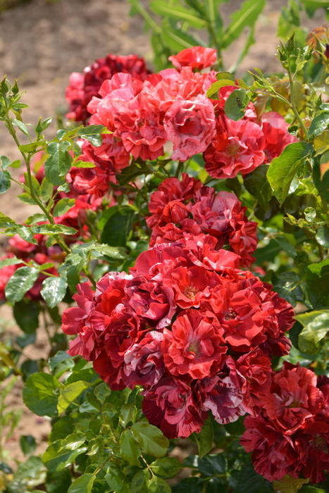 �Х��ġ����ġۥ�졼�̥ɥ���˥奤 ���� 6��ȭ�����ʡ����ӿ建�� ��Ͽ�ʼ�ϡ�Han-DEL��