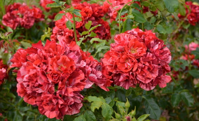 �Х��ġ����ġۥ�졼�̥ɥ���˥奤 ���� 6��ȭ�����ʡ����ӿ建�� ��Ͽ�ʼ�ϡ�Han-DEL��