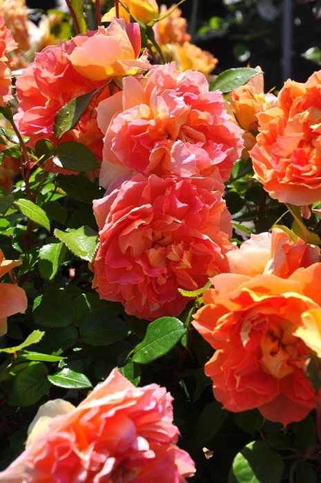 ���ߵ����ġۥХ��� ��󥿥󥷥ȥ����� ���� 6��ȭ�����ʡ����ӿ建�� ��Ͽ�ʼ�ϡ�Han-DOR��