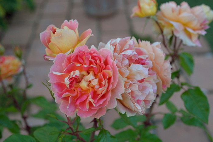 ���ߵ����ġۥХ��� ��󥿥󥷥ȥ����� ���� 6��ȭ�����ʡ����ӿ建�� ��Ͽ�ʼ�ϡ�Han-DOR��