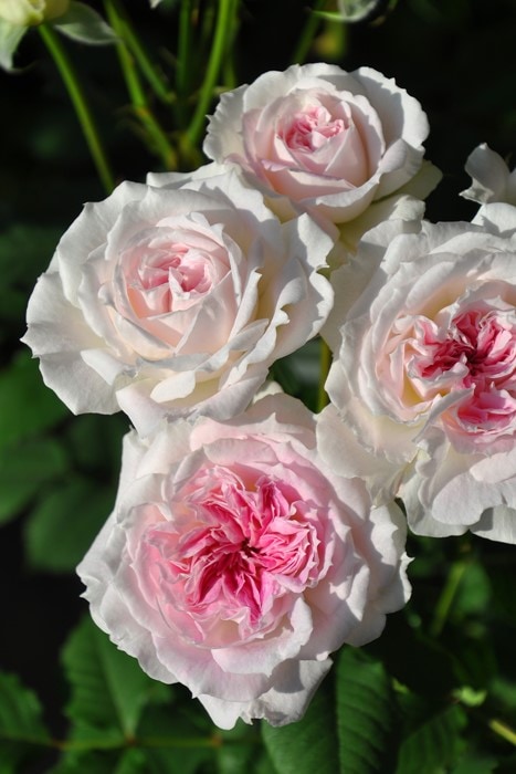 ���ߵ����ġۥХ��� ���륱 ���� 6��ȭ�����ʡη����ʼ�ϡ�J-RO��