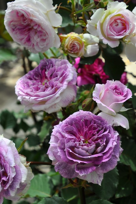 ���ߵ����ġۥХ��� ���륱 ���� 6��ȭ�����ʡη����ʼ�ϡ�J-RO��