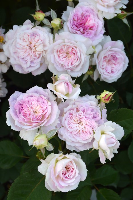 ���ߵ����ġۥХ��� ���륱 ���� 6��ȭ�����ʡη����ʼ�ϡ�J-RO��