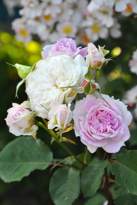 ���ߵ����ġۥХ��� ���륱 ���� 6��ȭ�����ʡη����ʼ�ϡ�J-RO��