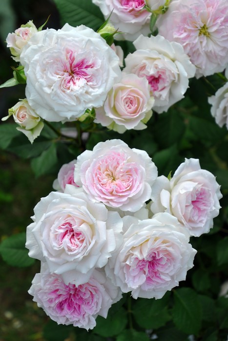 ���ߵ����ġۥХ��� ���륱 ���� 6��ȭ�����ʡη����ʼ�ϡ�J-RO��