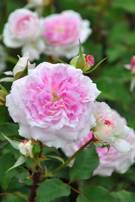 ���ߵ����ġۥХ��� ���륱 ���� 6��ȭ�����ʡη����ʼ�ϡ�J-RO��