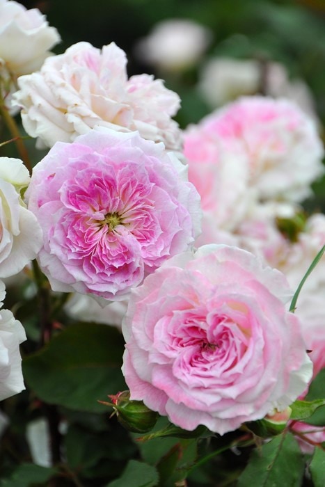 ���ߵ����ġۥХ��� ���륱 ���� 6��ȭ�����ʡη����ʼ�ϡ�J-RO��