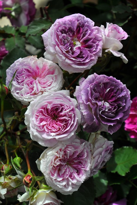 ���ߵ����ġۥХ��� ���륱 ���� 6��ȭ�����ʡη����ʼ�ϡ�J-RO��