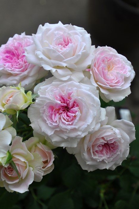 ���ߵ����ġۥХ��� ���륱 ���� 6��ȭ�����ʡη����ʼ�ϡ�J-RO��