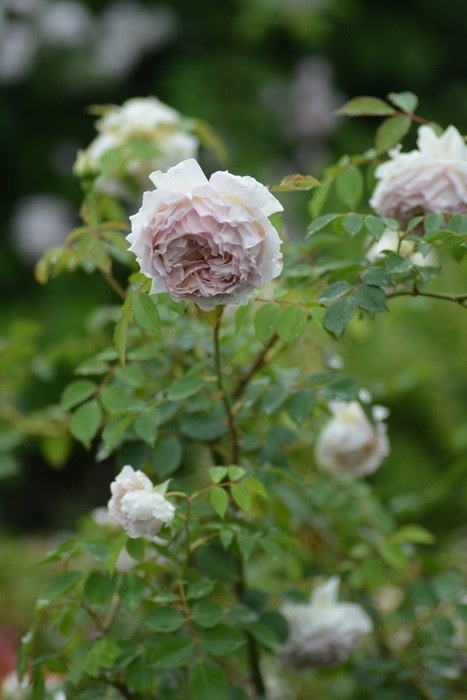 Хġġۥ֥ɡ  6ȭʡӿ建 ʼϿдϡKb-KBO