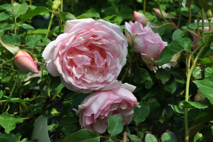 �Х��ġ����ġۥǥ奷�����ɥ��֥�Х� ���� 6��ȭ�����ʡ�J-OB20��