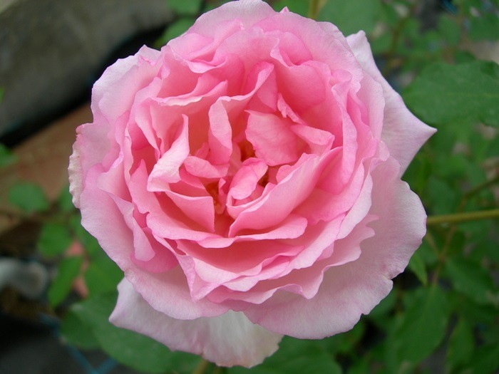 �Х��ġ����ġۥǥ奷�����ɥ��֥�Х� ���� 6��ȭ�����ʡ�J-OB20��