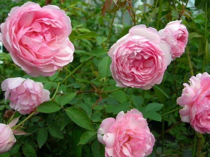 �Х��ġ����ġۥǥ奷�����ɥ��֥�Х� ���� 6��ȭ�����ʡ�J-OB20��