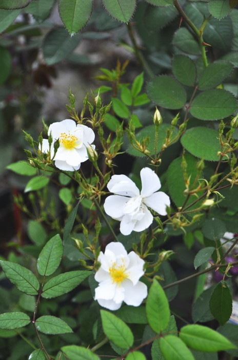 �����ġۥХ��� �����������˥��� ���� 6��ȭ�����ʡ�J-CL20��