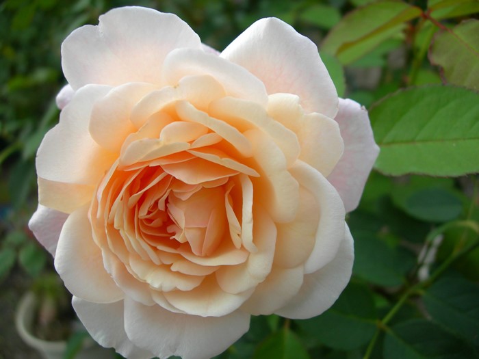 ġۥХ 륹󥢡إ  6ȭʡJ-FL20