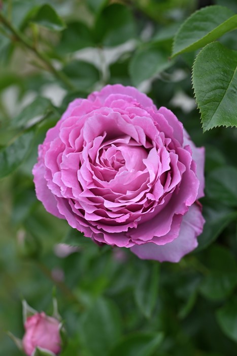 ġۥХ 쥭ɥӥåɥˡ  6ȭʡӿ建 ʼϿдϡHan-DEL