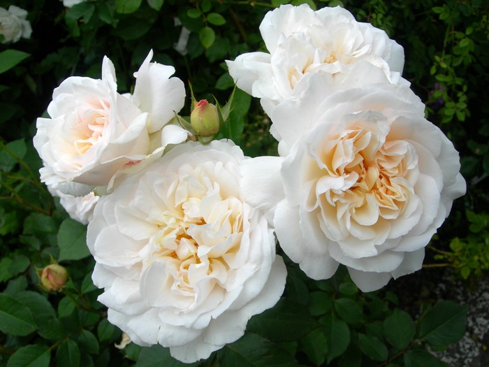 ġۥХ 륹󥢡إ  6ȭʡJ-FL20