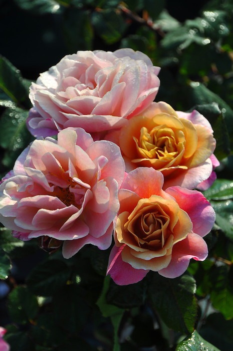 Хġġۥǥȥɥॹ  6ȭʡJ-FL10