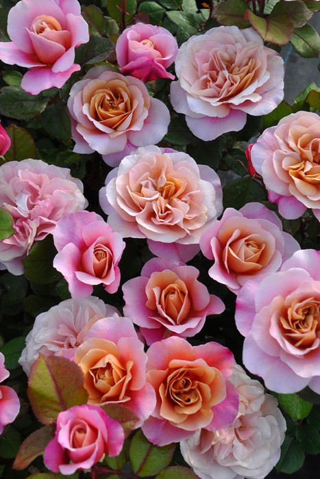 Хġġۥǥȥɥॹ  6ȭʡJ-FL10