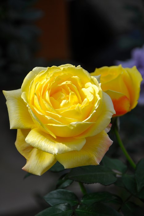 �Х��ġ����ġۥȥ��ԥ��륷�㡼�٥å� ���� 6��ȭ�����ʡη����ʼ�ϡ�OS-OS1��