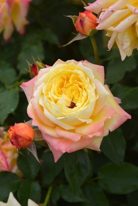 �Х��ġ����ġۥȥ��ԥ��륷�㡼�٥å� ���� 6��ȭ�����ʡη����ʼ�ϡ�OS-OS1��