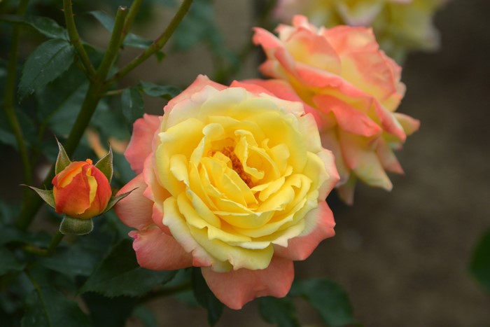 �Х��ġ����ġۥȥ��ԥ��륷�㡼�٥å� ���� 6��ȭ�����ʡη����ʼ�ϡ�OS-OS1��