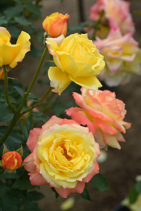 �Х��ġ����ġۥȥ��ԥ��륷�㡼�٥å� ���� 6��ȭ�����ʡη����ʼ�ϡ�OS-OS1��