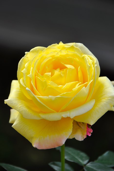 �Х��ġ����ġۥȥ��ԥ��륷�㡼�٥å� ���� 6��ȭ�����ʡη����ʼ�ϡ�OS-OS1��