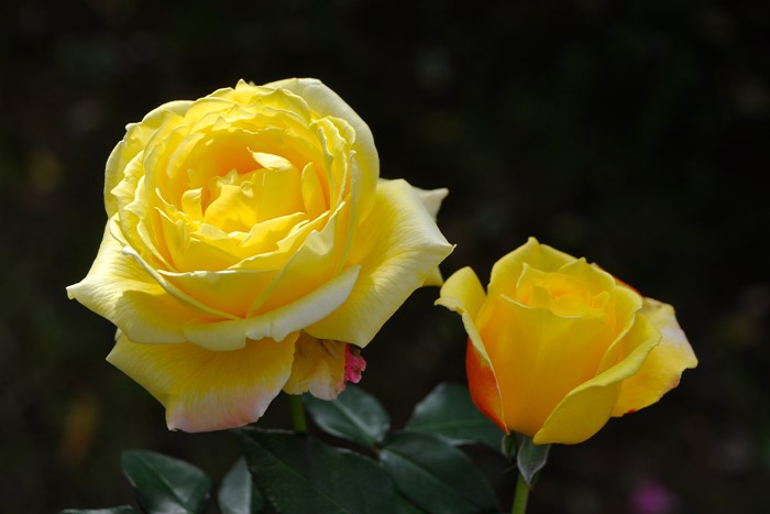 �Х��ġ����ġۥȥ��ԥ��륷�㡼�٥å� ���� 6��ȭ�����ʡη����ʼ�ϡ�OS-OS1��