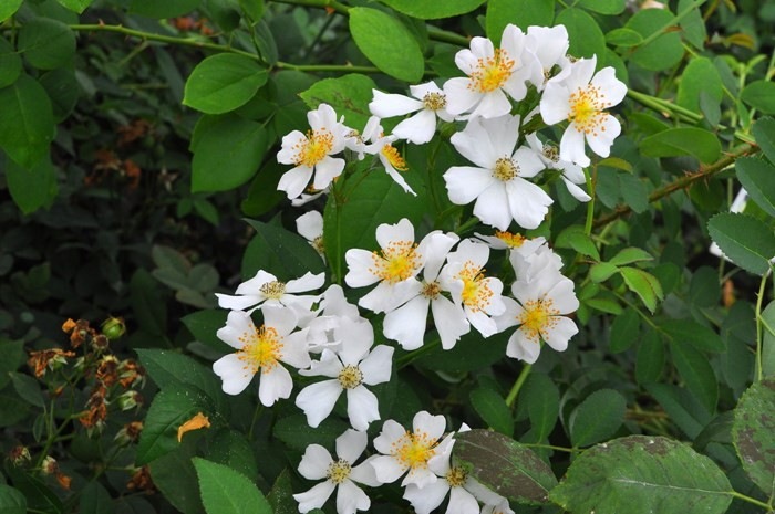 バラ苗 中苗 ののか 野の花 ノノカ Cl白 国産苗 6号鉢植え品 J Cl 系統で選ぶバラ つるバラ 中苗 バラの家 公式本店 ロサオリエンティス