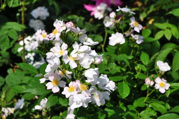 バラ苗 中苗 ののか 野の花 ノノカ Cl白 国産苗 6号鉢植え品 J Cl 系統で選ぶバラ つるバラ 中苗 バラの家 公式本店 ロサオリエンティス