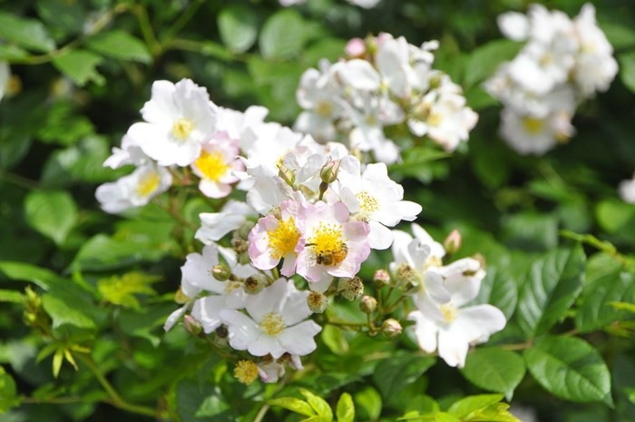 バラ苗 中苗 ののか 野の花 ノノカ Cl白 国産苗 6号鉢植え品 J Cl 系統で選ぶバラ つるバラ 中苗 バラの家 公式本店 ロサオリエンティス