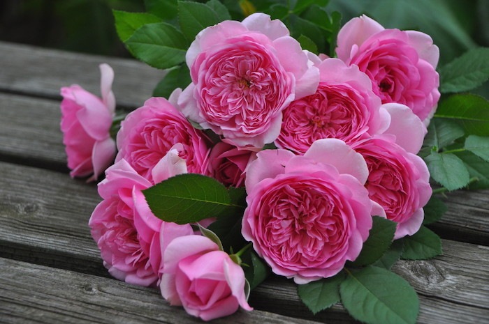 ġۥХ ݥѥɥ  6ȭʡӿ建 ϿʼϡHan-DEL