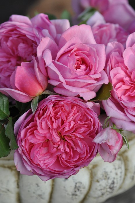 ġۥХ ݥѥɥ  6ȭʡӿ建 ϿʼϡHan-DEL