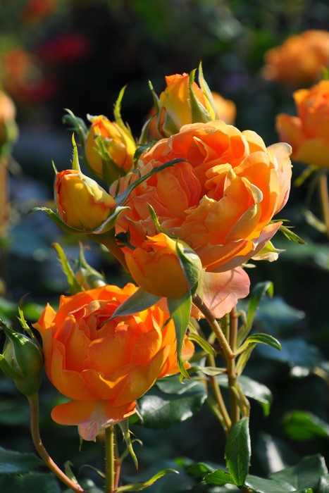 ġۥХ ϥˡ  6ȭʡӿ建 ϿʼϡIR-IRO3