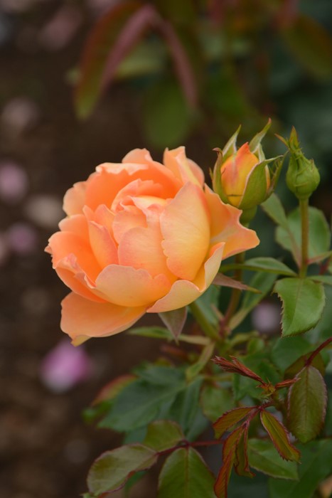 ġۥХ ϥˡ  6ȭʡӿ建 ϿʼϡIR-IRO3