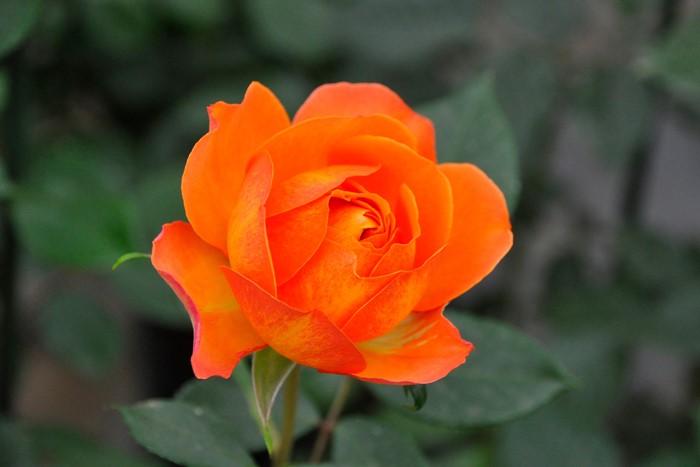 ġۥХ ϥˡ  6ȭʡӿ建 ϿʼϡIR-IRO3