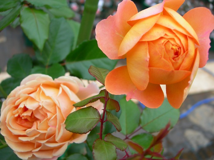 ġۥХ ϥˡ  6ȭʡӿ建 ϿʼϡIR-IRO3