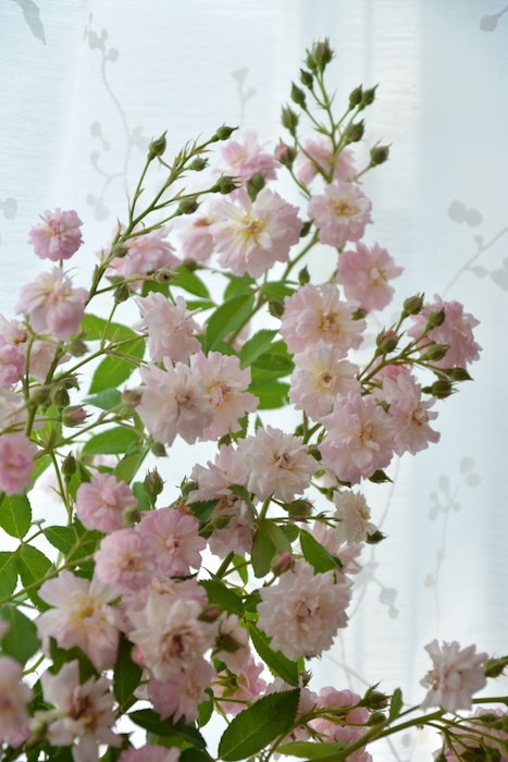 �Х��ġ����ġۥ֥꡼���ѥ�ե��� ���� 6��ȭ�����ʡη����ʼ�ϡ�Kb-BRN��