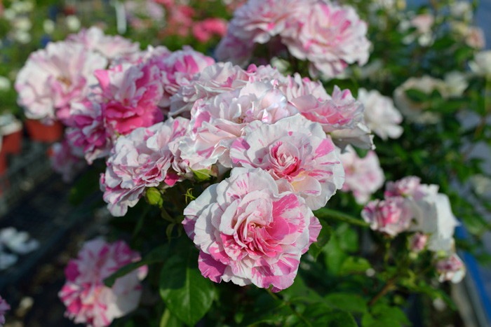 �����ġۥХ��� �Х�� ���� 6��ȭ�����ʡ����ӿ建�� ��Ͽ�ʼ�ϡ�Han-DOR��