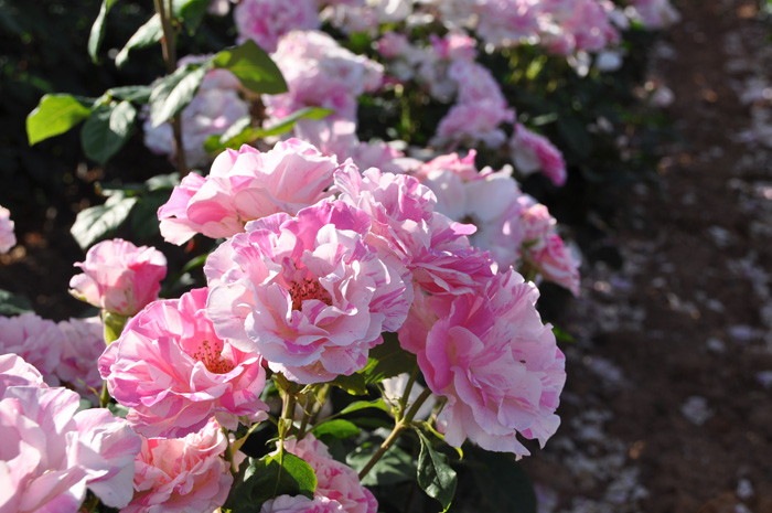 �����ġۥХ��� �Х�� ���� 6��ȭ�����ʡ����ӿ建�� ��Ͽ�ʼ�ϡ�Han-DOR��